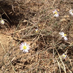 Symphyotrichum moranense