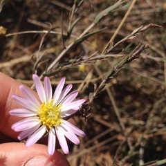 Symphyotrichum moranense