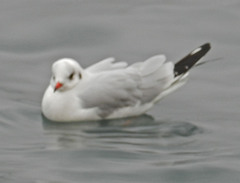 Chroicocephalus ridibundus