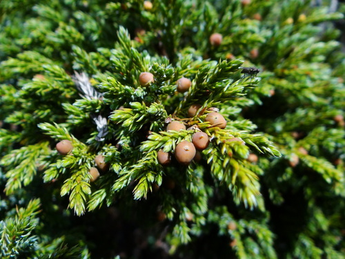 flaky juniper