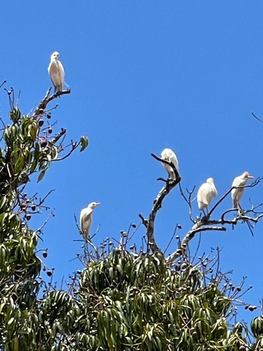 Western Cattle-Egret