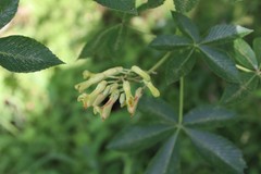 Aesculus pavia flavescens