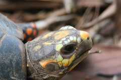 Chelonoidis carbonarius