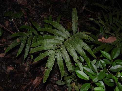 Goniopteris tetragona, 2026-04-18