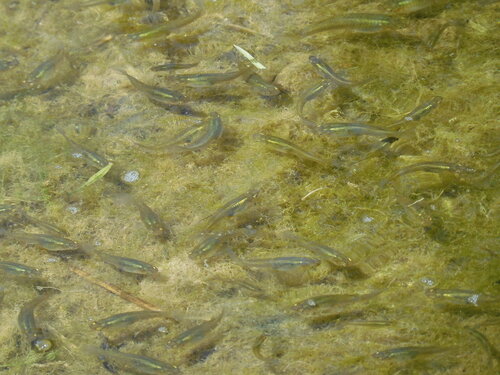 Gambusia holbrooki