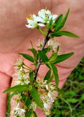 Prunus rivularis