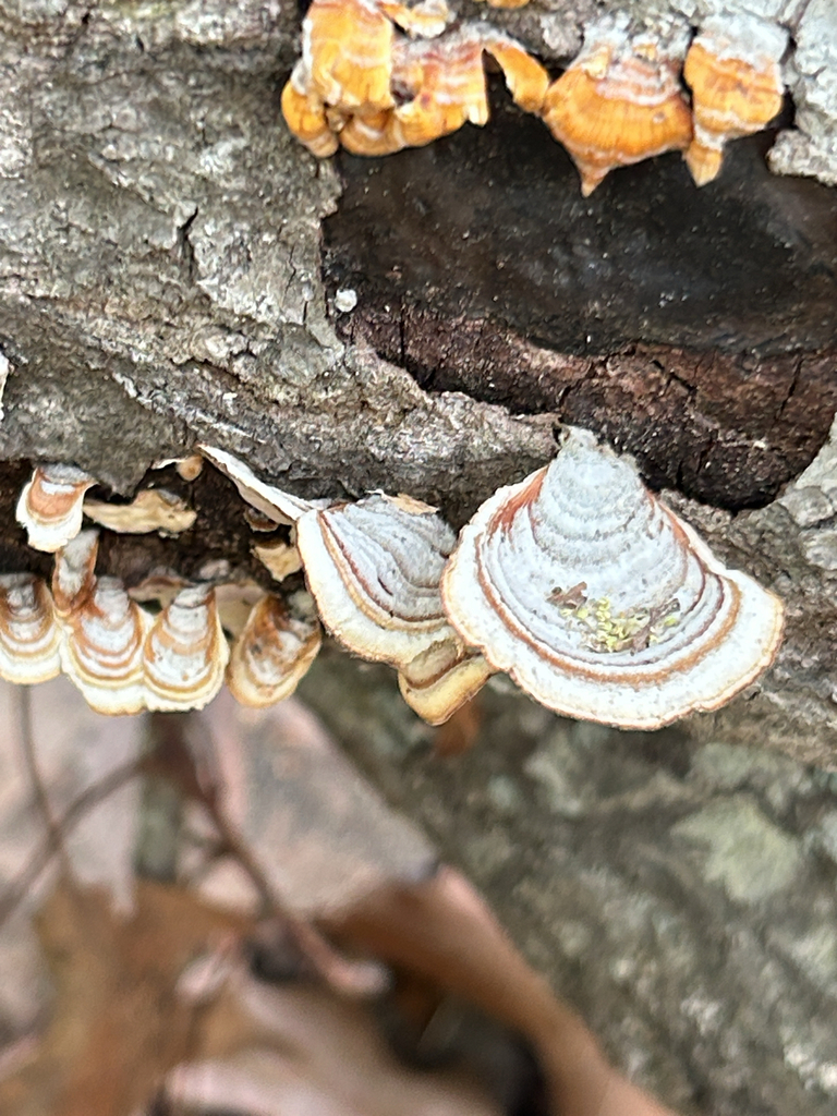Stereum lobatum · April 2026 · photo: © a_hippe (iNaturalist, cc0)