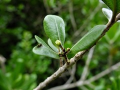 Planchonella costata