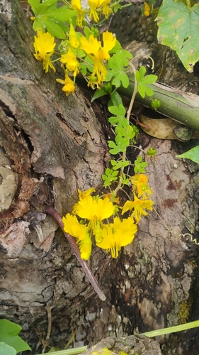 Tropaeolum peregrinum, photograph 4