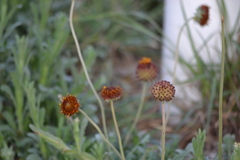 Gaillardia suavis