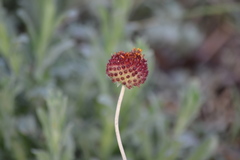Gaillardia suavis