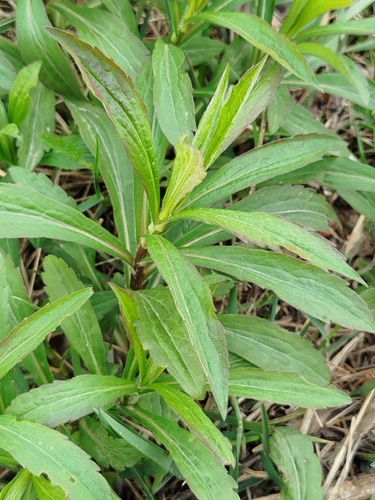 Canada goldenrod