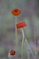 Gaillardia suavis