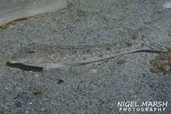 Goodlad's Dragonet photo 2