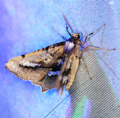 Gonodontis stramenticea