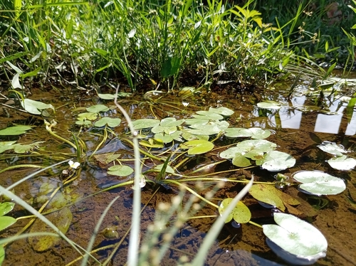 Sagittaria guayanensis observed 2026-04-24