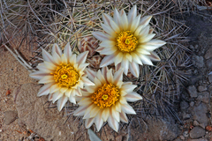 Echinomastus warnockii