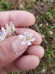 Triteleia lilacina