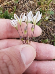 Triteleia lilacina
