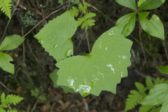 Parasenecio auriculatus