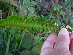 Polystichum imbricans