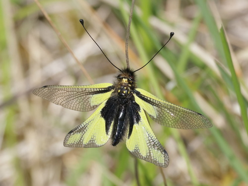 Owly Sulphur, 77710 Treuzy-Levelay, France, photo 7 of 10