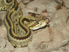 Crotalus simus