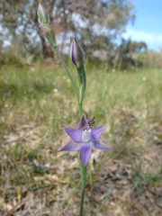 Thelymitra reflexa
