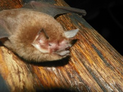 Pteronotus mesoamericanus