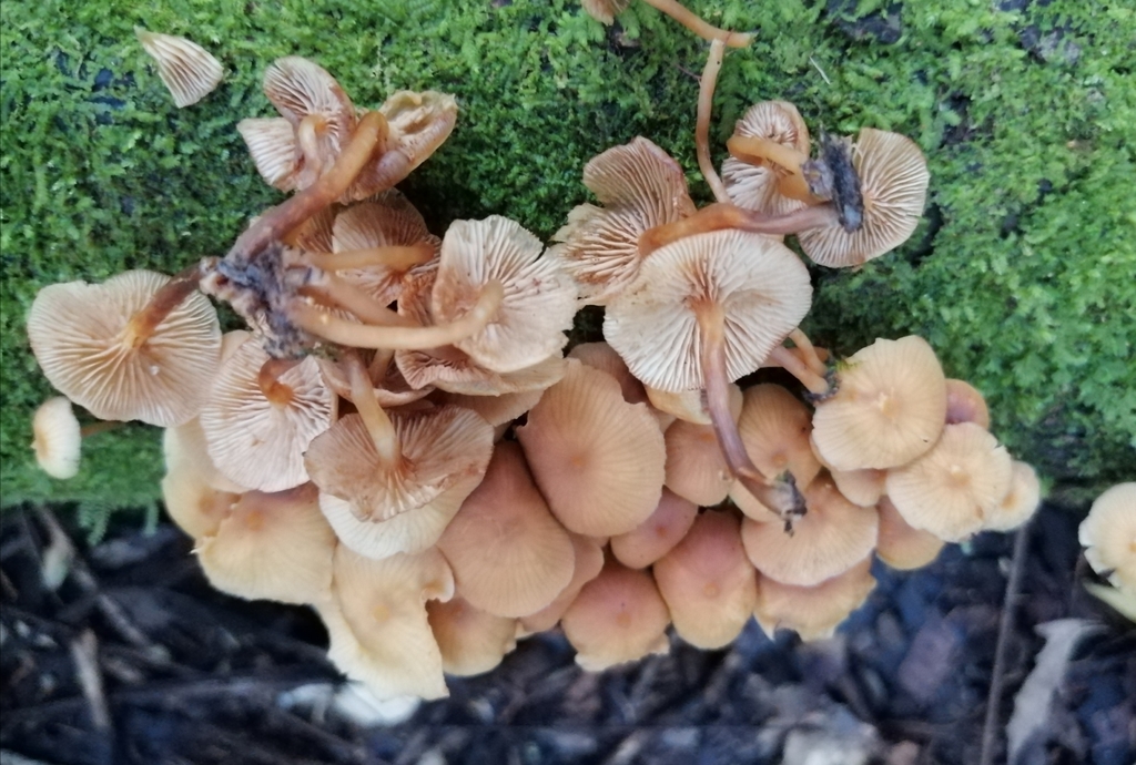Galerina velutipes · March 2020 · photo: © heimatlos (iNaturalist, cc0)