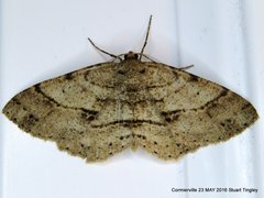 Melanolophia signataria