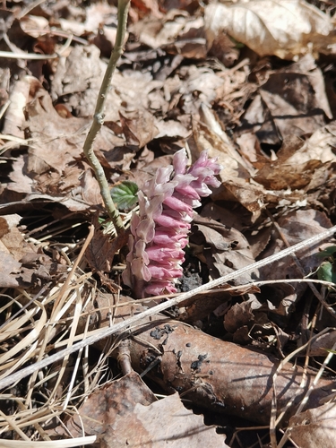 Common Toothwort