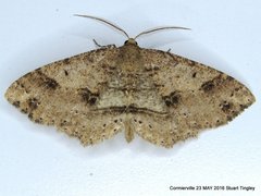Melanolophia signataria