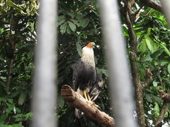 Caracara