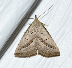 Macrochilo hypocritalis