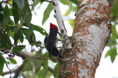 Dryocopus lineatus