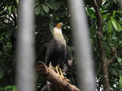 Caracara