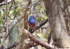 Passerina rositae