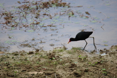 Jacana jacana hypomelaena