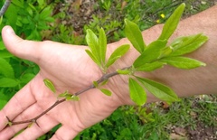 Sideroxylon lanuginosum
