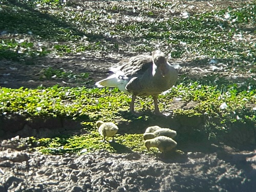 Greylag Goose