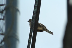 Columbina inca