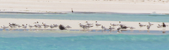 Egretta garzetta dimorpha
