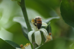 Apis mellifera