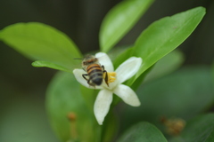 Apis mellifera