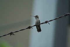 Cynanthus latirostris