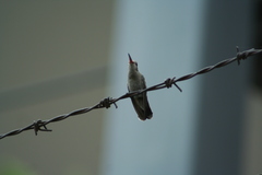 Cynanthus latirostris