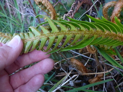 Polystichum imbricans