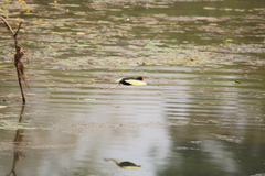 Jacana jacana hypomelaena