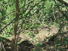 Pternistis leucoscepus